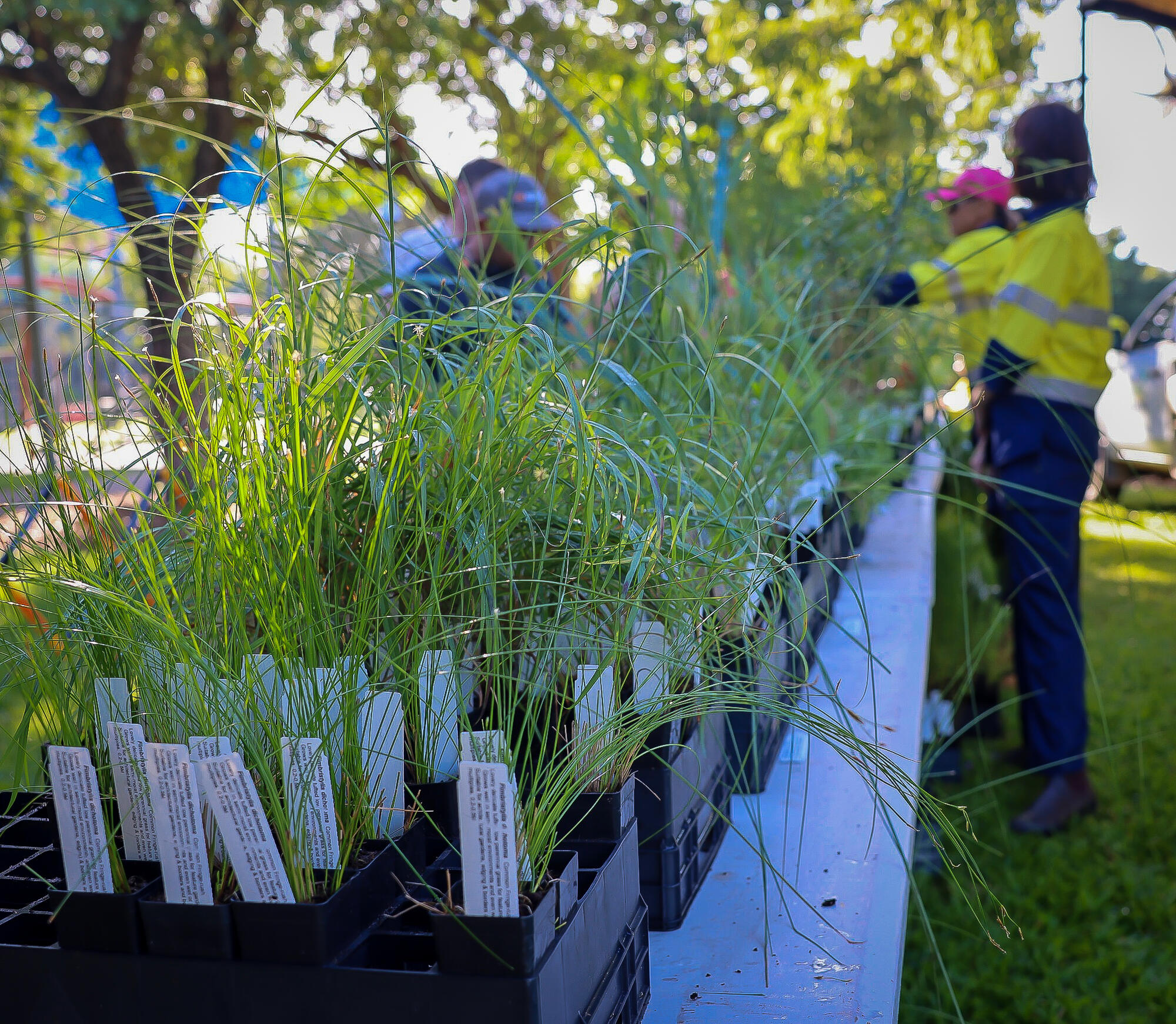 free-plants-available-for-darwin-residents-12-september-mirage-news